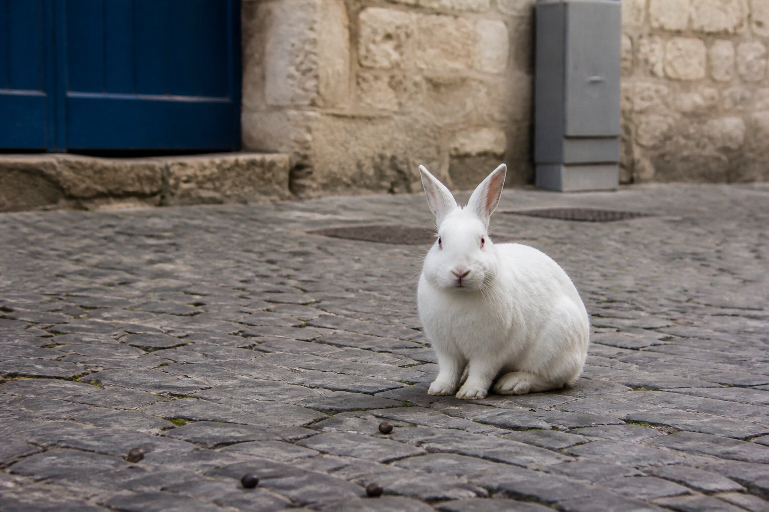 White Rabbit : l'alternative rock de Saint-Nicolas
