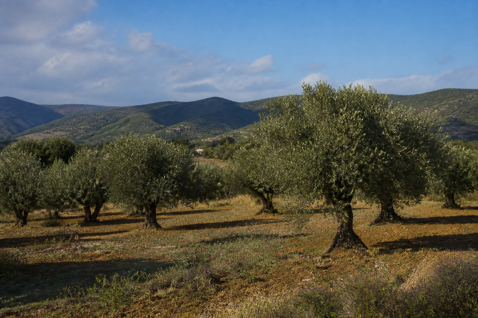 L'histoire d'un patrimoine ancré dans la région de Béja