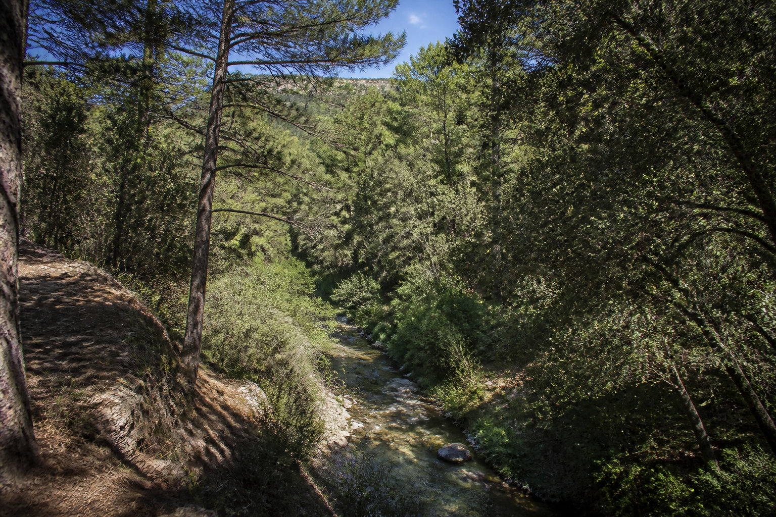 Le bois de la Cortésine, poumon vert du Parc Naturel Urbain