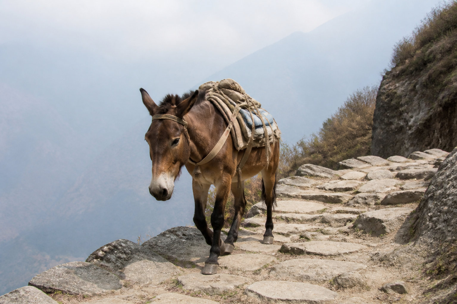 La Route du Thé et des Chevaux, une épopée commerciale